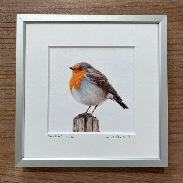 Ingelijst kunstprentje Roodborst, 16x16cm
