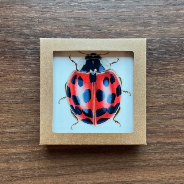 Set van 4 luxe onderzetters met insect-illustraties - Afbeelding 2
